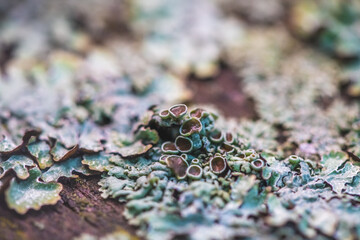 Close-up view of colorful lichen growing on weathered wood, showcasing the intricate patterns and...