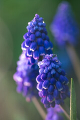 Capturing the essence of spring, vibrant purple grape hyacinth muscari armeniacum flowers glisten with dew drops, showcasing the beauty of a blooming garden filled with life and color