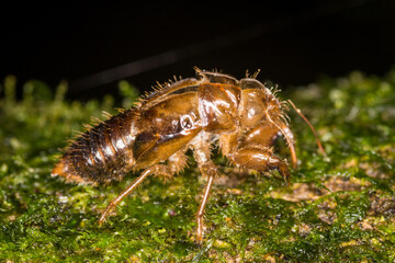 Close up of a cicada shell on a tree after shedding
