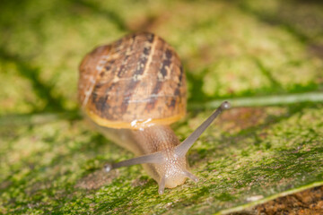 Close up of a Snail slithering along a leaf