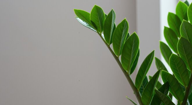 Green ZZ plant leaves with glossy surface against white wall background. Zamioculcas zamiifolia houseplant with thick stems. Indoor gardening and home decoration concept