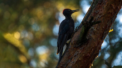 Dzięcioł czarny © Mariusz