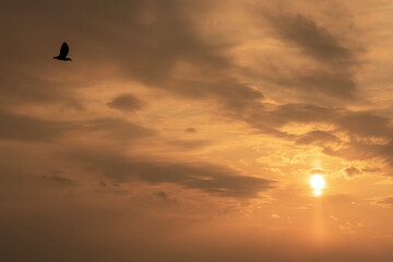 幻想的な夕焼けに羽ばたく鳥（オオワシ）