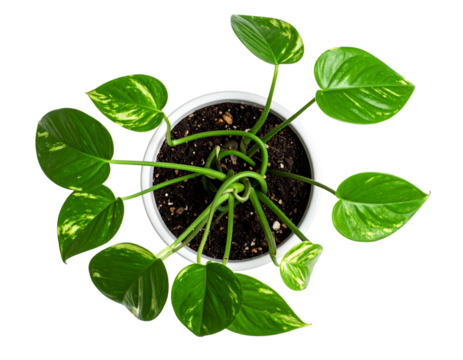 Potted Golden Pothos with Twisting Vines and Young Leaves, isolated on transparent background