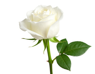 Obraz premium White Rose Bud Partially Open with Long Stem and Leaves, isolated on transparent background