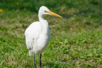 水元公園のダイサギ