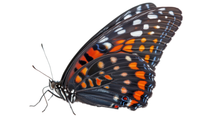 Red-spotted admiral butterfly Transparent background, PNG file