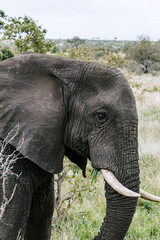 African elephant with grass in mouth. Safari in National park, South Africa savanna