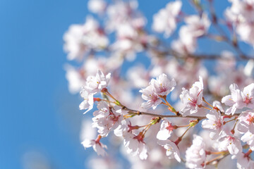 青空と満開の桜