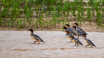 Stadko uurogęsi © Mariusz