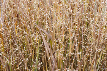 background of golden grasses with seed heads mass planted for landscaping