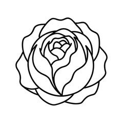 rose vector illustration