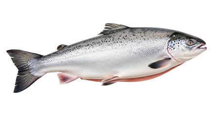 Obraz premium Fresh Atlantic Salmon Closeup View