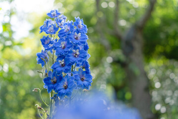 初夏の鎌倉に咲く青い花