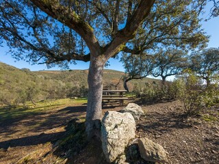  Picnic area under a holm oak tree in Monfragüe Natural Park, Extremadura, Spain. Peaceful rural landscape perfect for ecotourism and relaxation.