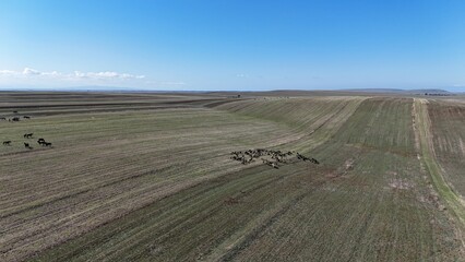 the herd of sheep walk through the wide meadow in kyrgyzstan