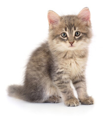 Obraz premium Kitten on white background.