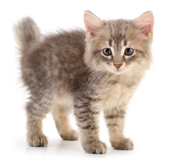 Obraz premium Kitten on white background.