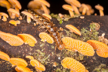 Close up of orange pore fungus and centipede on rotting log