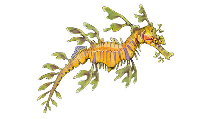 Leafy Seadragon Watercolor Painting: Vibrant Marine Life Illustration watercolor png, transparent isolated nackground