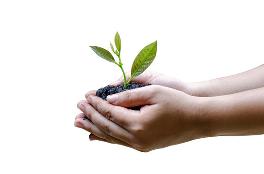 Man holding soil with green tree on isolated background. Transparent background. PNG background.