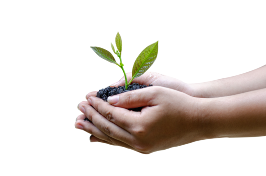Man holding soil with green tree on isolated background. Transparent background. PNG background.