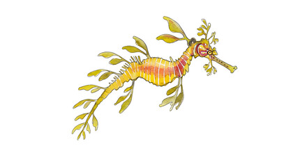 Leafy Seadragon Watercolor Painting: Vibrant Marine Life Illustration watercolor png, transparent isolated nackground