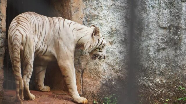 The white tiger or Bengal tiger at Arignar Anna Zoological Park also known as the Vandalur Zoo, a zoological park located in Vandalur, Chennai. It's affiliated with Central Zoo Authority of India.