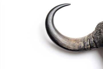 Isolated Cape Buffalo Horn Detail White Background