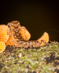 Close up of orange pore fungus and centipede on rotting log