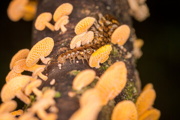 Close up of orange pore fungus and centipede on rotting log