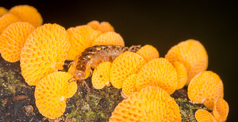 Close up of orange pore fungus and centipede on rotting log