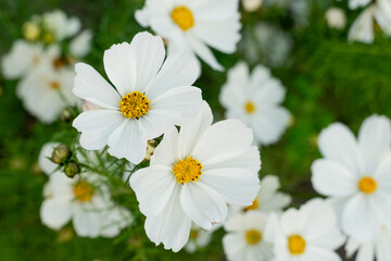 Obraz premium A breathtaking view of a vast cosmos flower field in full bloom, with pink, white, and magenta petals dancing under the sunlight. The vibrant meadow stretches into the horizon, creating a dreamy