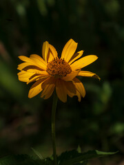 A striking close-up of a vibrant yellow helianthus flower, softly illuminated against a dark, blurred background