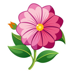 white background on flower Calibrach