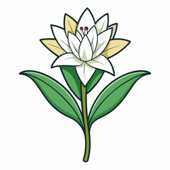 white background on flower Tuberose