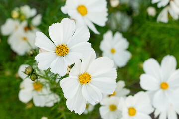 Obraz premium A breathtaking view of a vast cosmos flower field in full bloom, with pink, white, and magenta petals dancing under the sunlight. The vibrant meadow stretches into the horizon, creating a dreamy