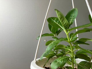 Green plants and white pots
