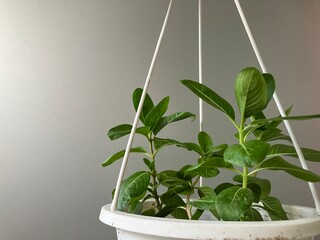 Green plants and white pots