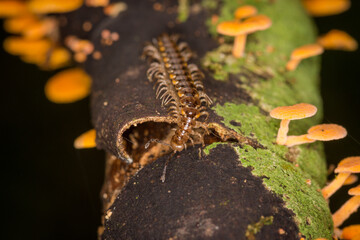 Close up of a native new zealand centipede on a mossy log