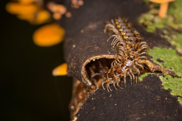 Close up of a native new zealand centipede on a mossy log