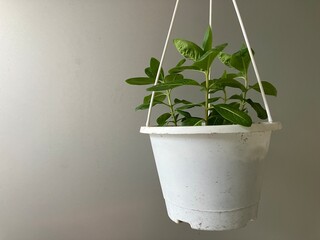 Green plants and white pots