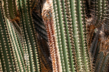Green cactus spikes striped macro background at botanical garten