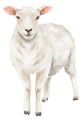 Watercolor illustration of a white sheep on transparent background.