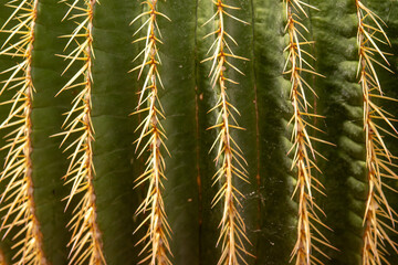 Green cactus spikes striped macro background at botanical garten