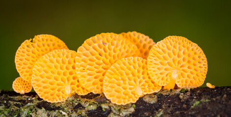 Close up of orange pore fungus growing on rotting log