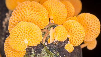 Close up of orange pore fungus growing on rotting log