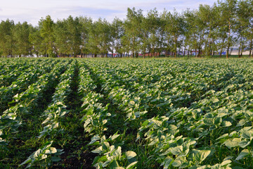 Sunflower Field Under the Summer Sky with trees in the background