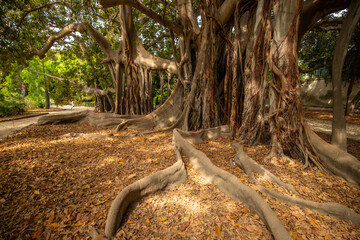 Large twisted roots of a Moreton Bay fig tree (banyan tree) (Ficus macrophylla) at Botanical Garden