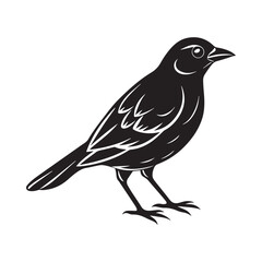 Common blackbird vector art illustration